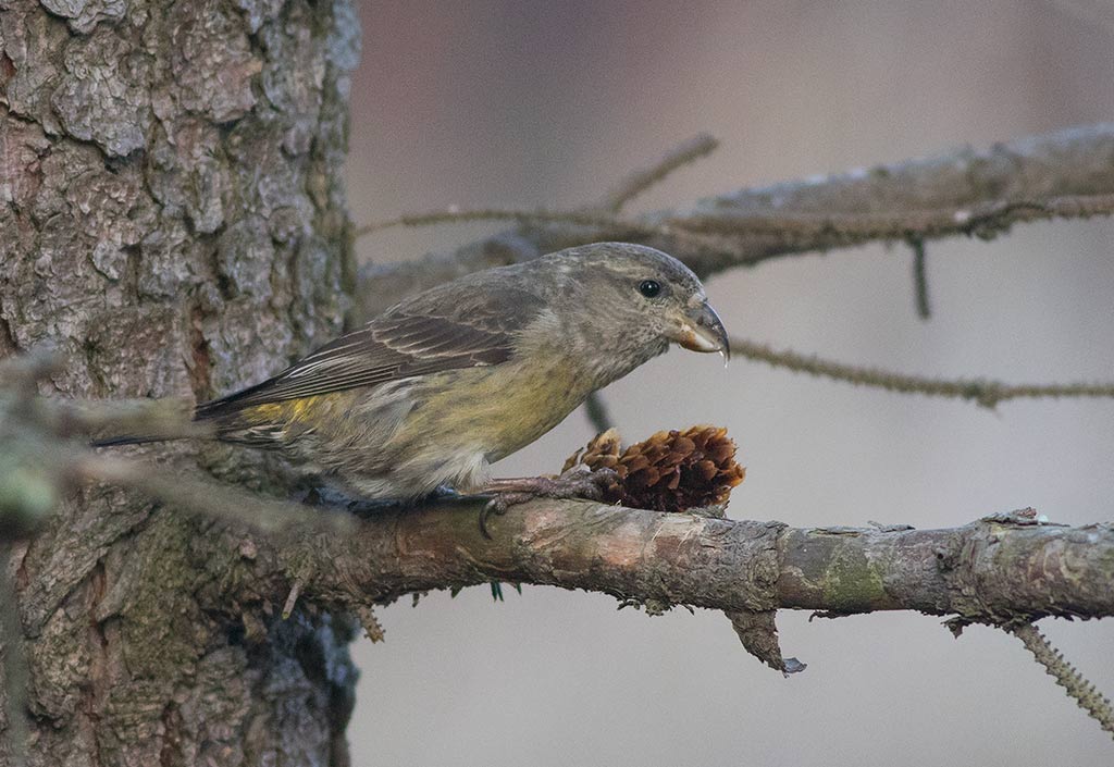 Red Crossbill (Loxia curvirostra)