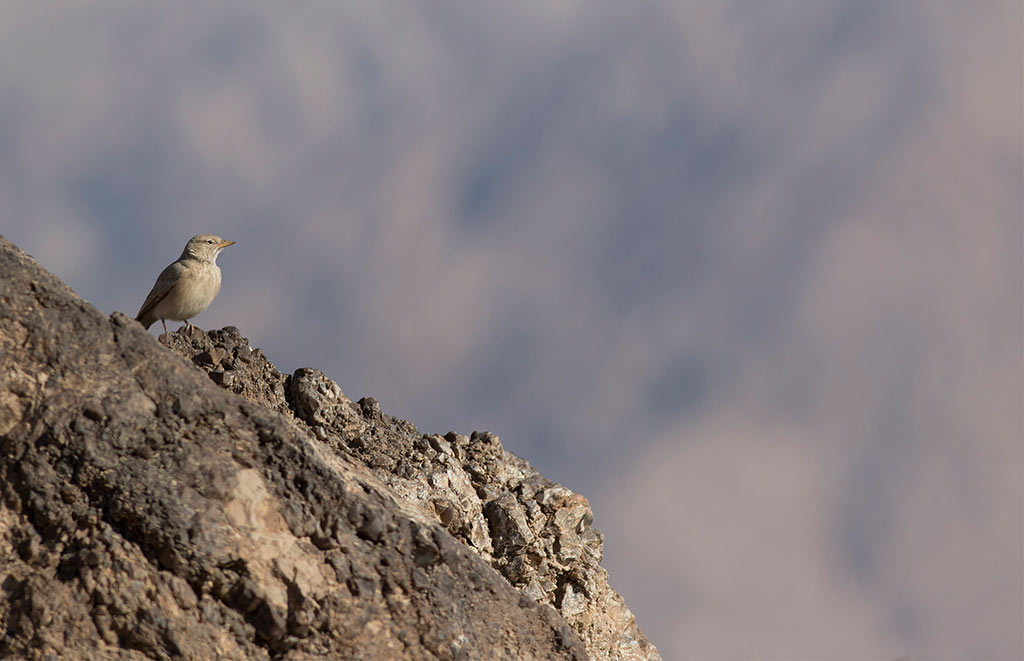 Desert Lark (Ammomanes deserti)