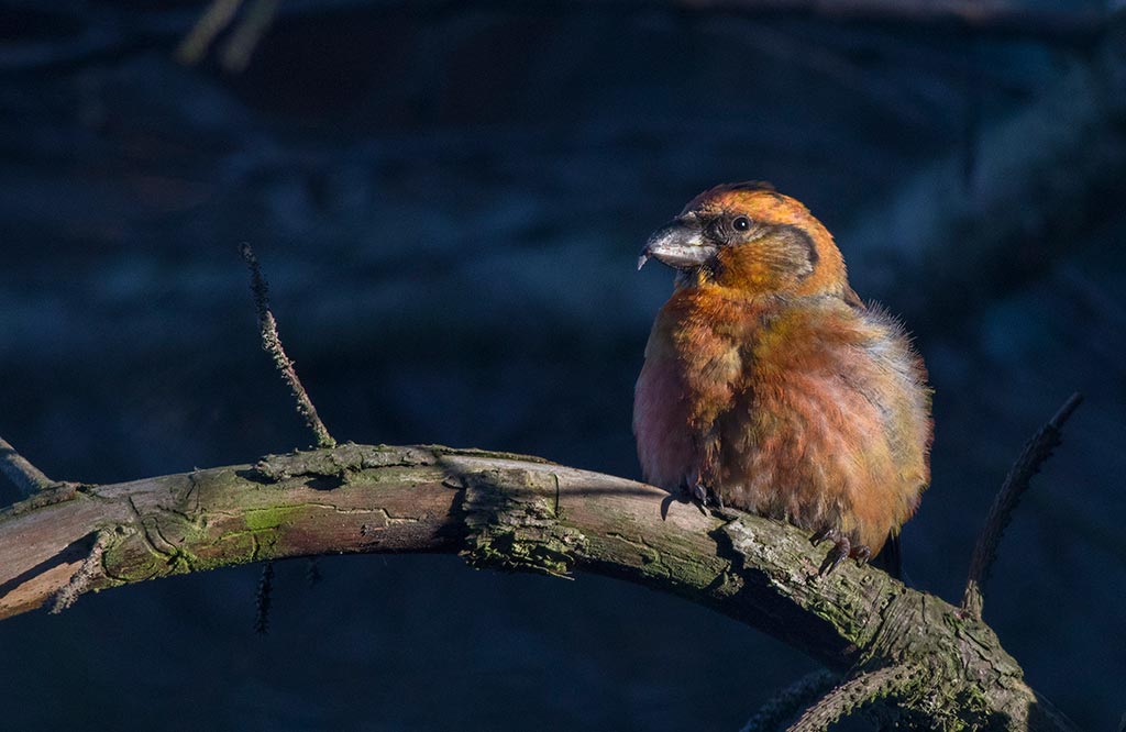 Red Crossbill (Loxia curvirostra)