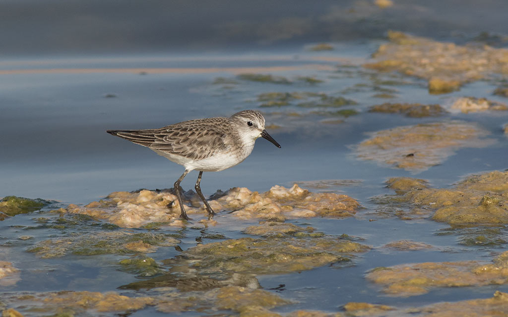  Little Stint (Calidris minuta)