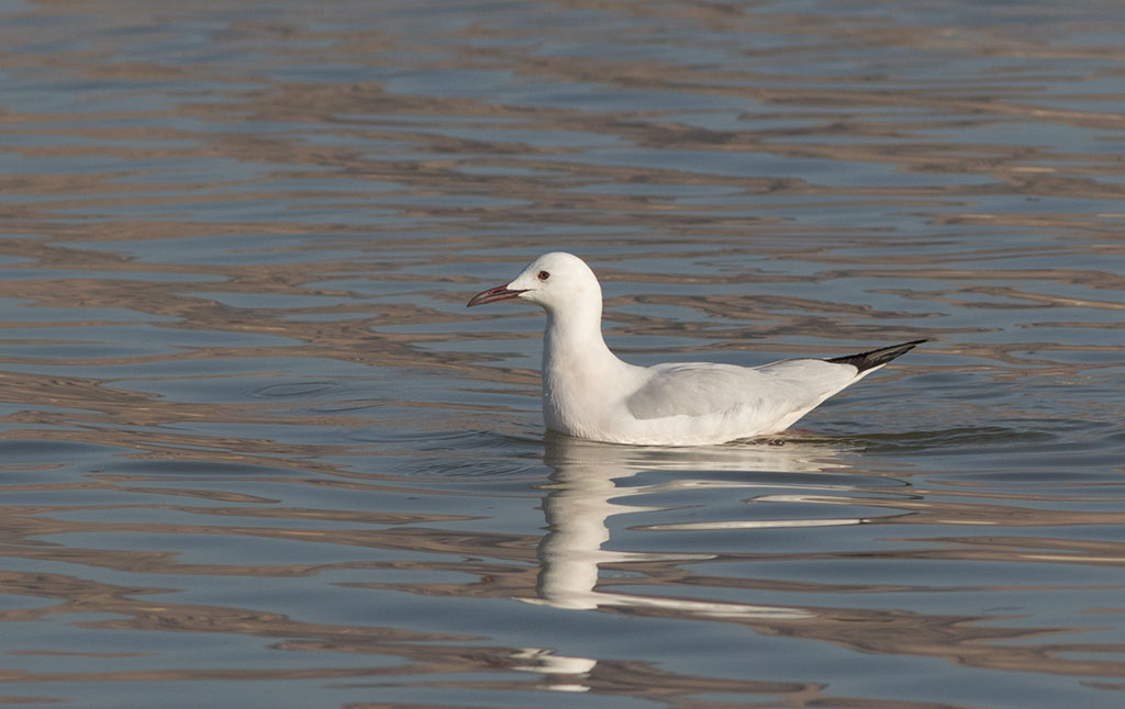 Slender-billed Gull (Chroicocephalus genei)