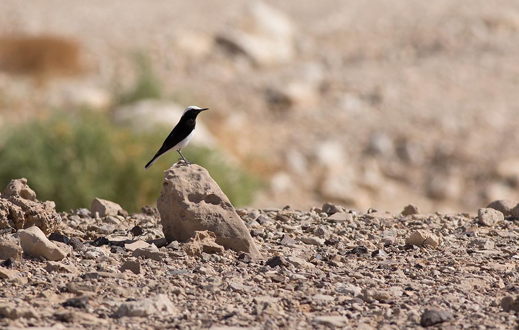 Hooded Wheatear (Oenanthe monacha)