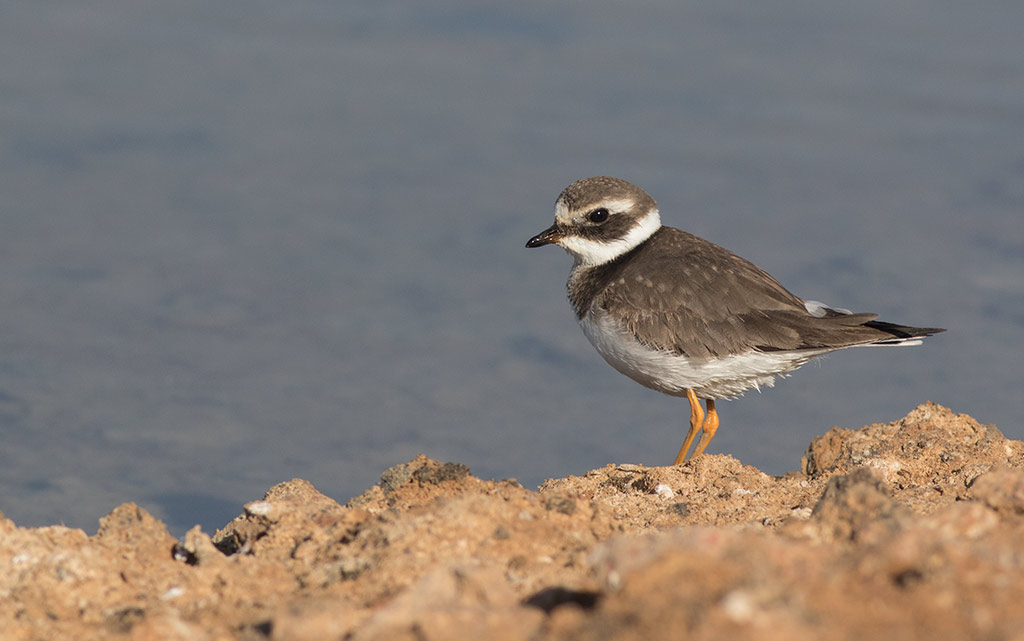Common Ringed Plover (Charadrius hiaticula)