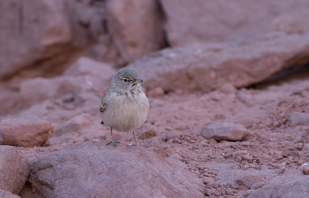 Desert Lark (Ammomanes deserti)	