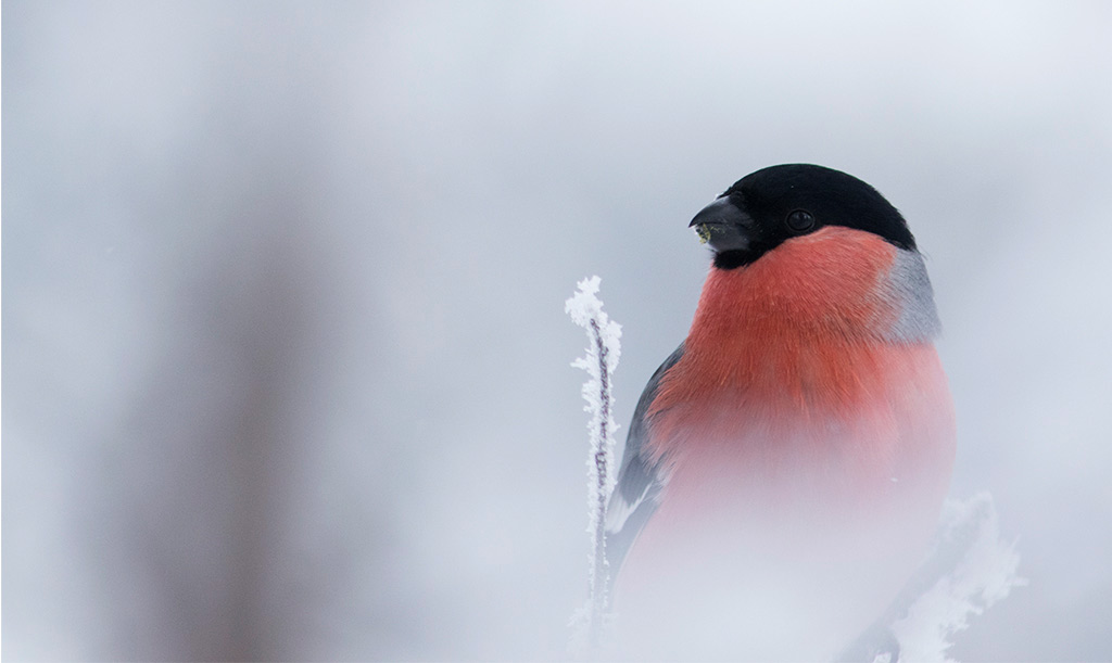 Eurasian Bullfinch (Pyrrhula pyrrhula)