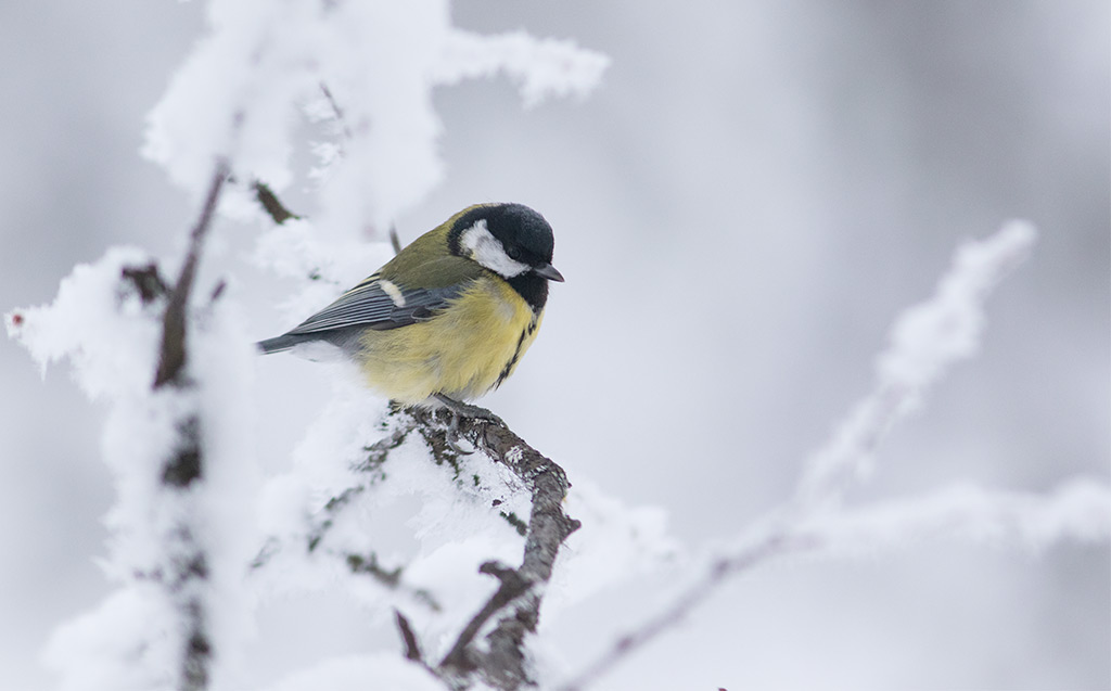 Great Tit (Parus major)