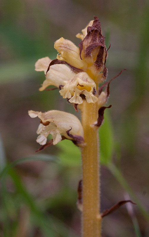 Tistelsnyltrot (Orobanche reticulata)