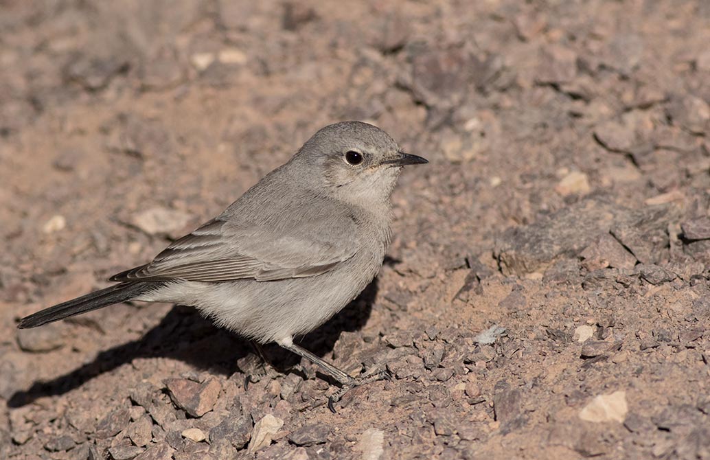 Blackstart (Oenanthe melanura)	