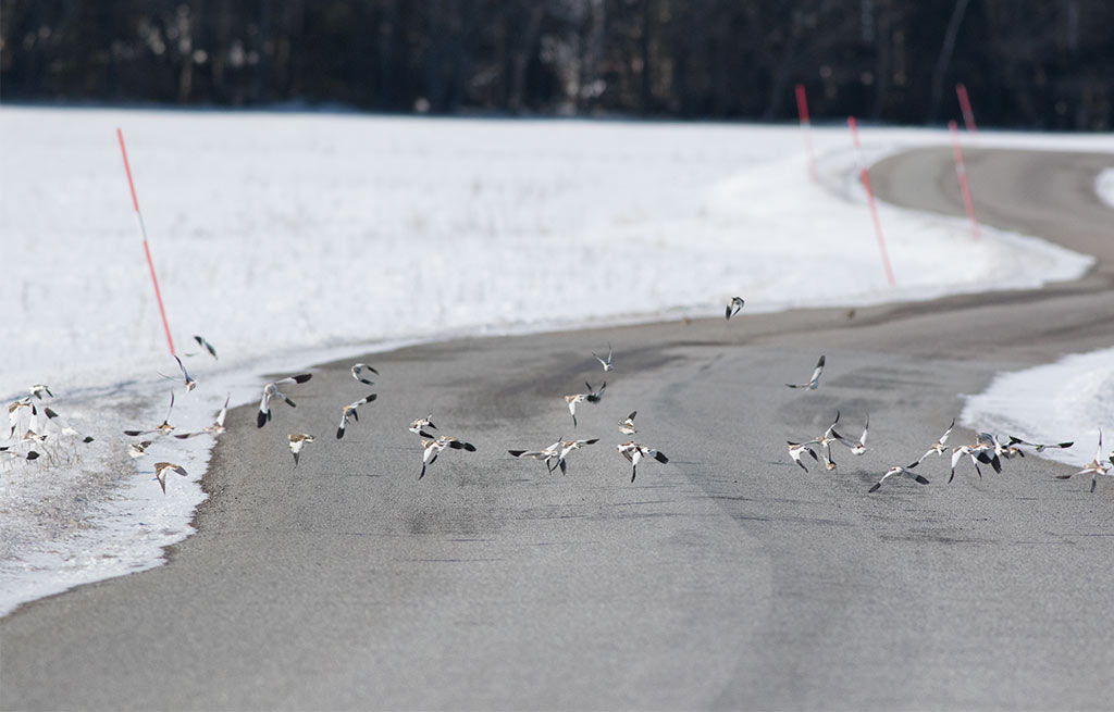 Snow Bunting (Plectrophenax nivalis)