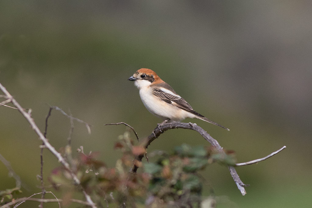  Woodchat Shrike (Lanius senator)