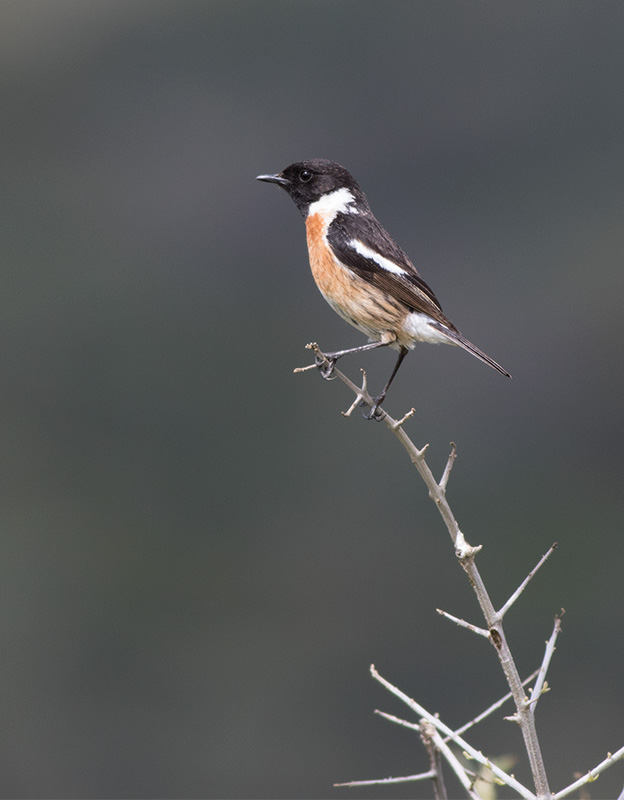 European Stonechat (Saxicola rubicola)	