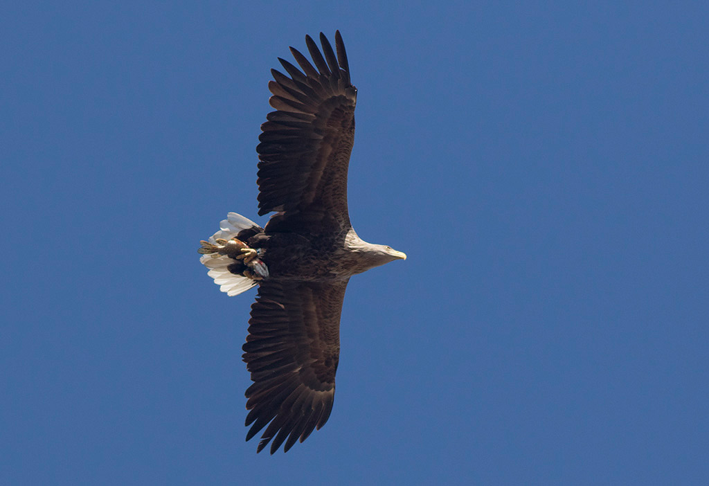White-tailed Eagle (Haliaeetus albicilla)