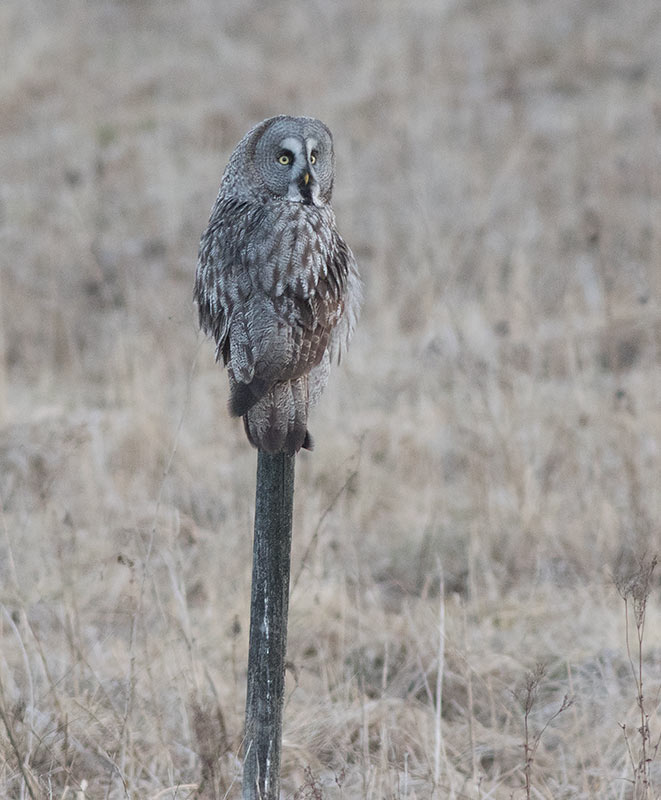 Great Gray Owl (Strix nebulosa)	