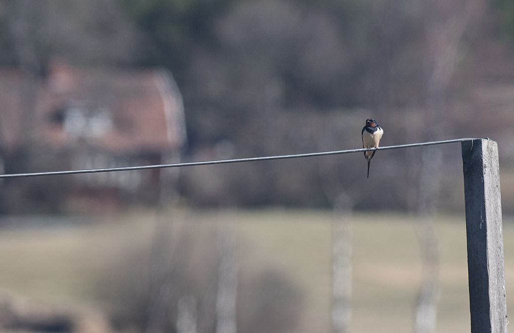 Barn Swallow (Hirundo rustica)