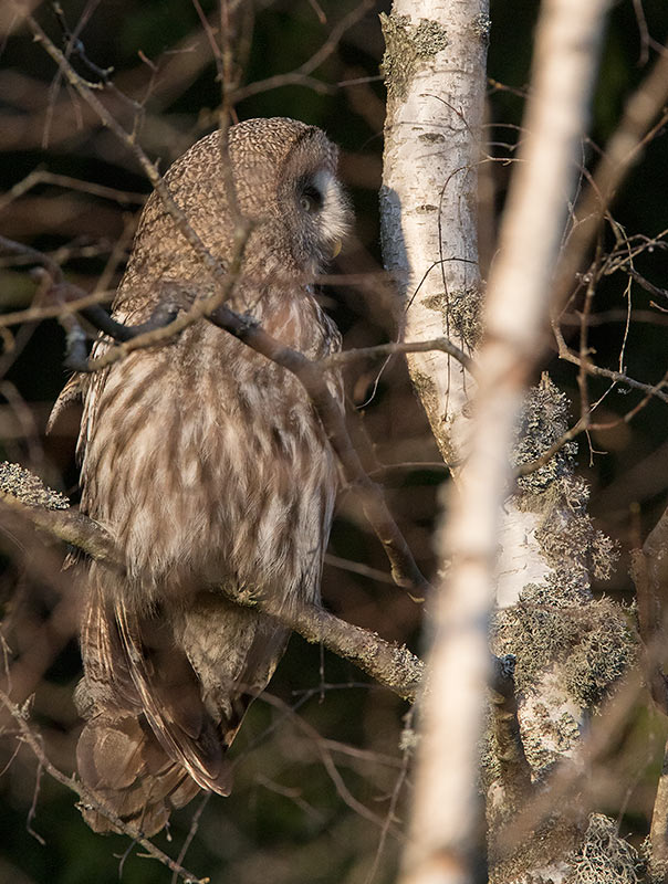 Great Gray Owl (Strix nebulosa)	