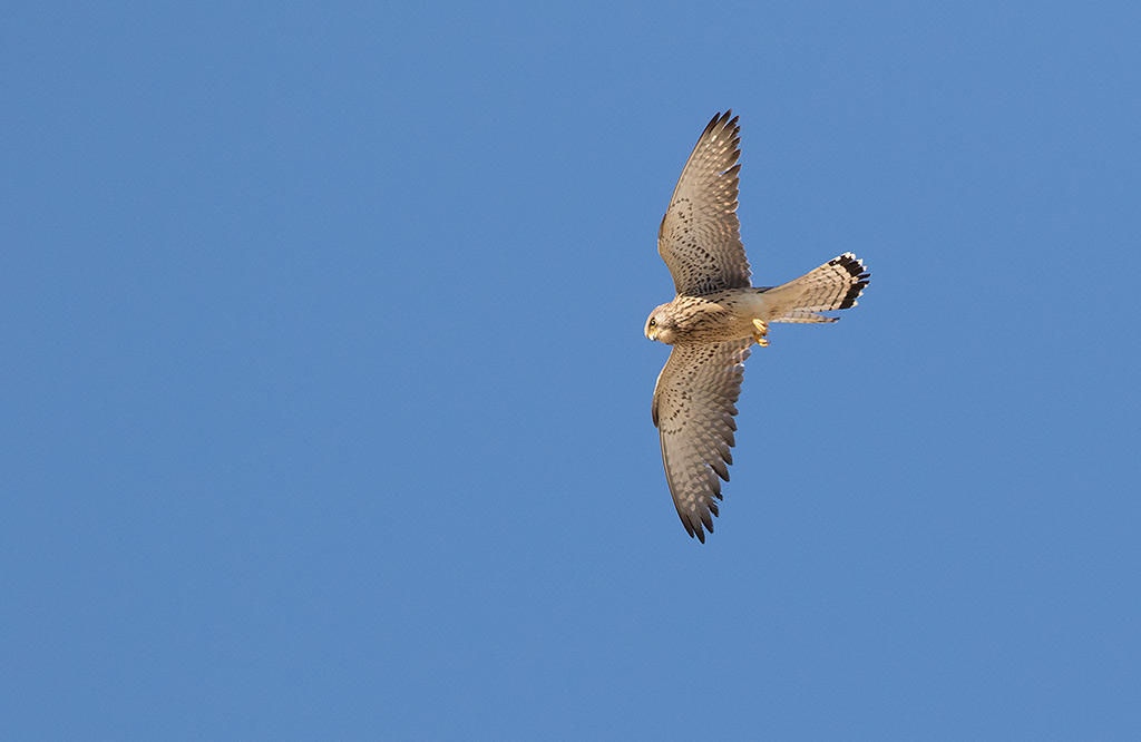 Lesser Kestrel (Falco naumanni)	