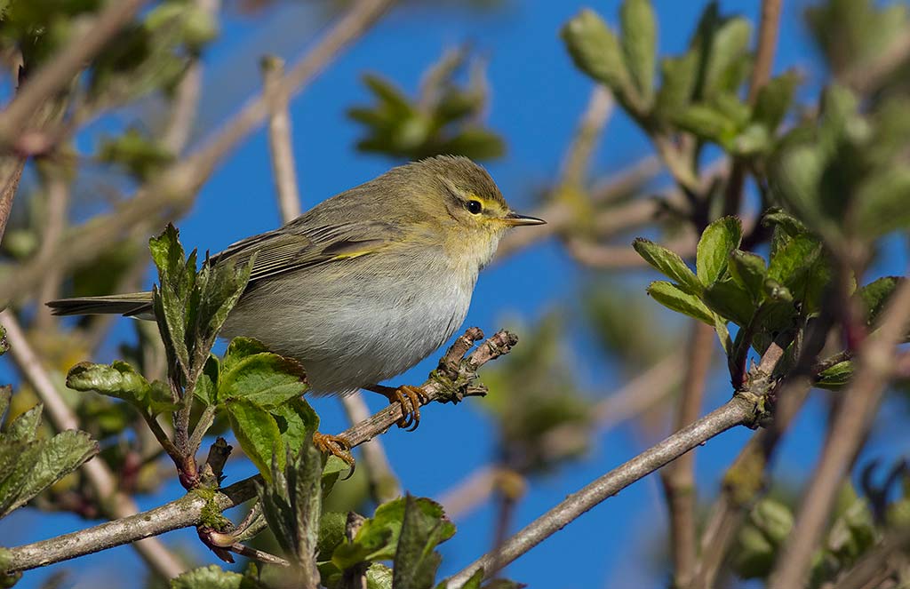 Willow Warbler (Phylloscopus trochilus)
