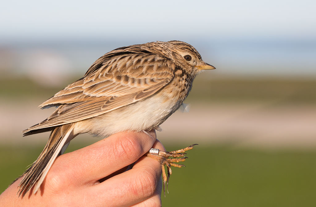  Eurasian Skylark (Alauda arvensis)