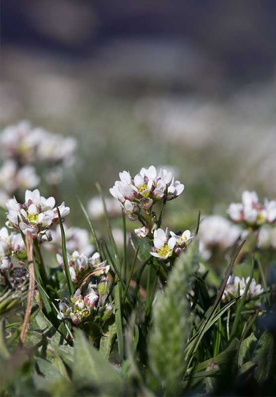 Dansk skrbjuggsrt (Cochlearia danica)