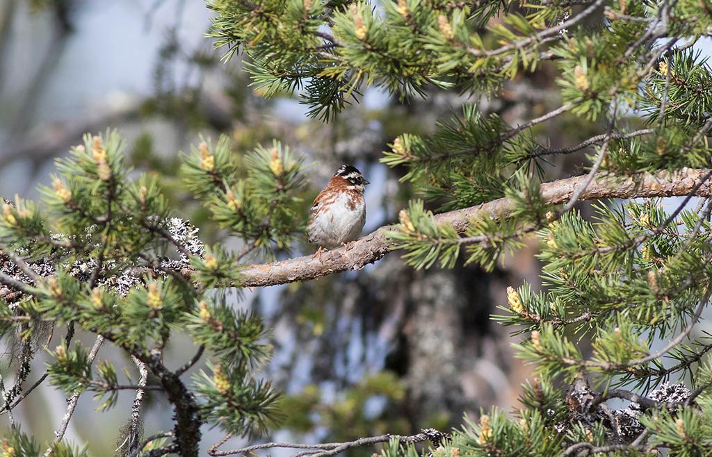 Rustic Bunting (Emberiza rustica)