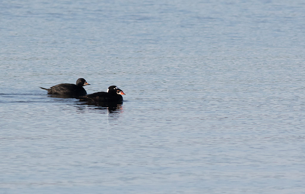 Surf Scoter (Melanitta perspicillata)