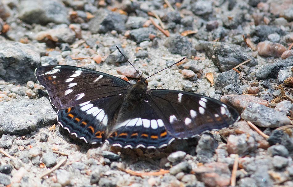 Aspfjril (Limenitis populi)