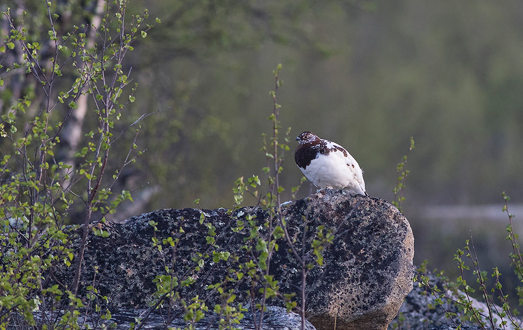 Willow Ptarmigan (Lagopus lagopus)