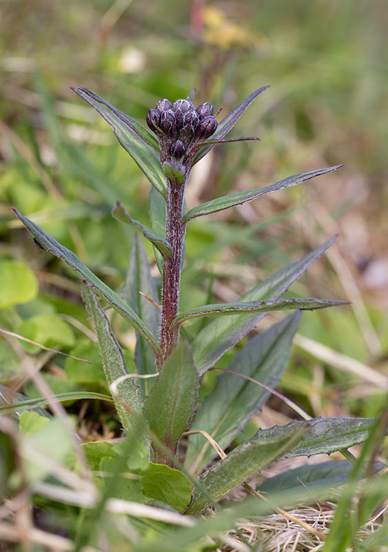 Fjllskra (Saussurea alpina)	