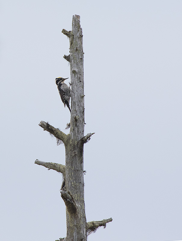 Eurasian Three-toed Woodpecker (Picoides tridactylus)
