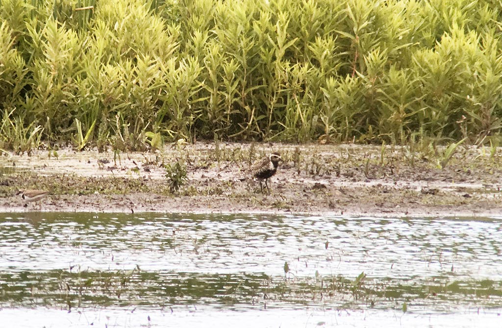 Pacific Golden-Plover (Pluvialis fulva)