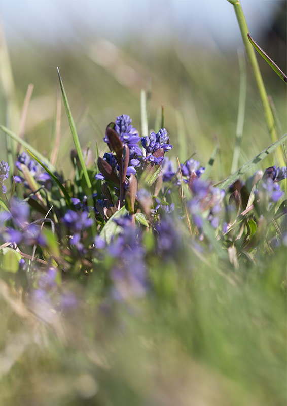 Rosettjungfrulin (Polygala amarella)