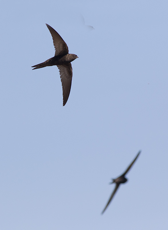 Common Swift (Apus apus)