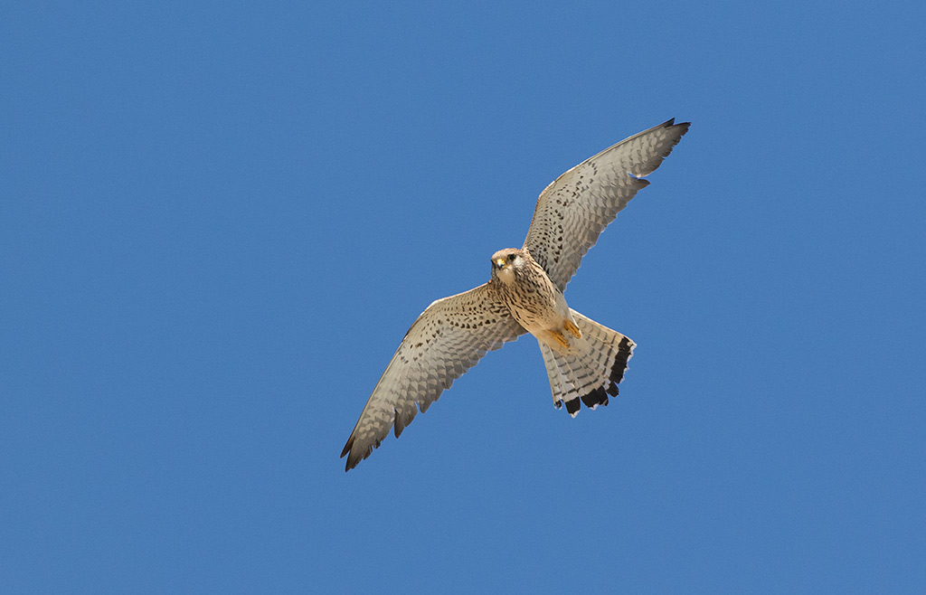 Lesser Kestrel (Falco naumanni)