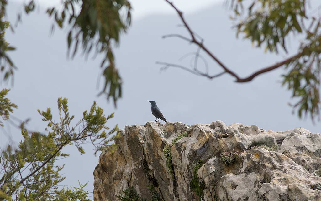 Blue Rock Thrush (Monticola solitarius)