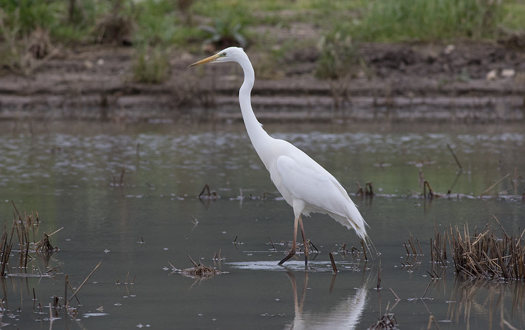 Great Egret (Ardea alba) 