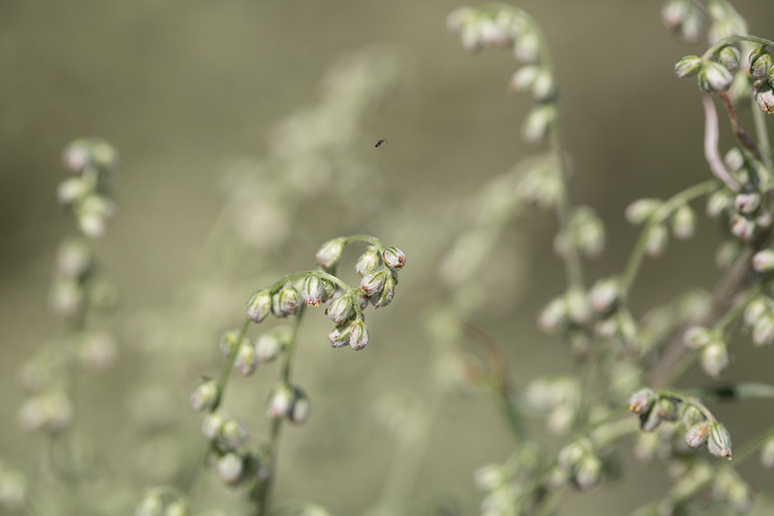 Grbo (Artemisia vulgaris)	
