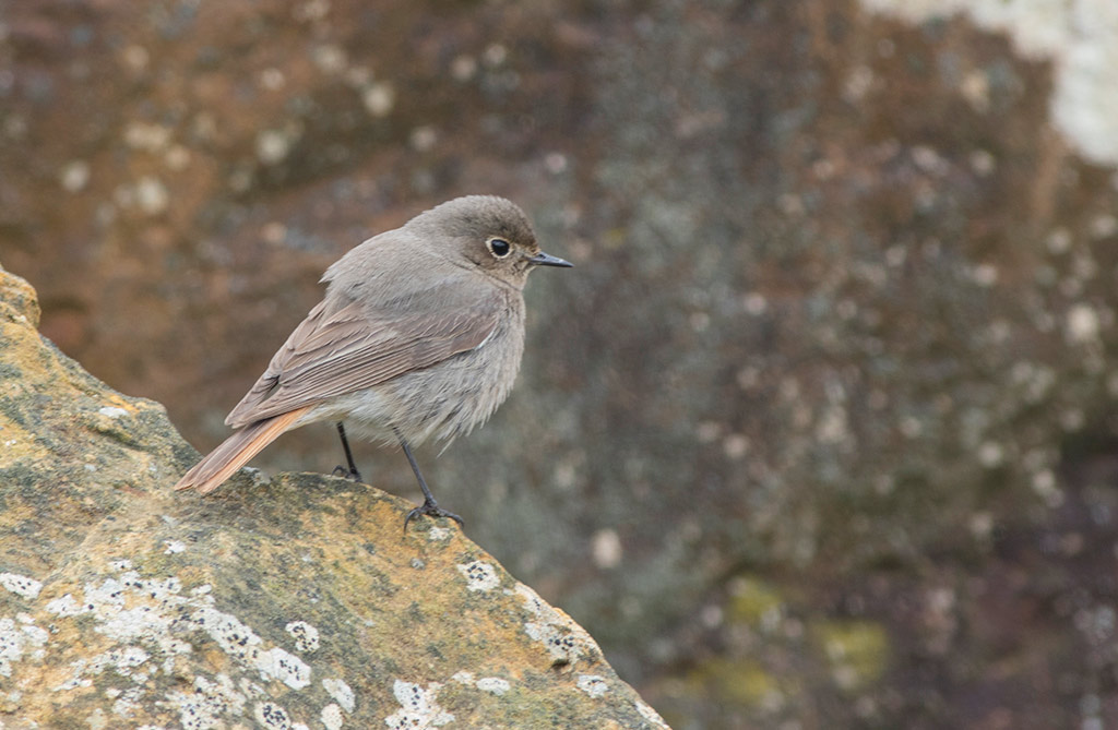 Black Redstart (Phoenicurus ochruros)