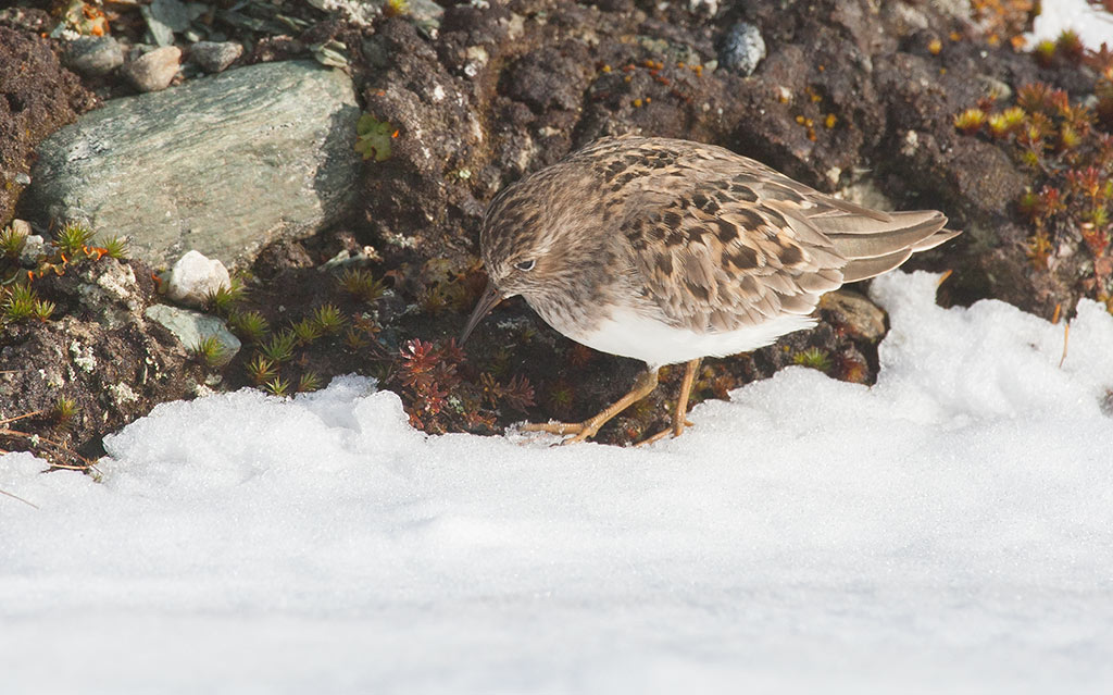 Temmincks Stint (Calidris temminckii)