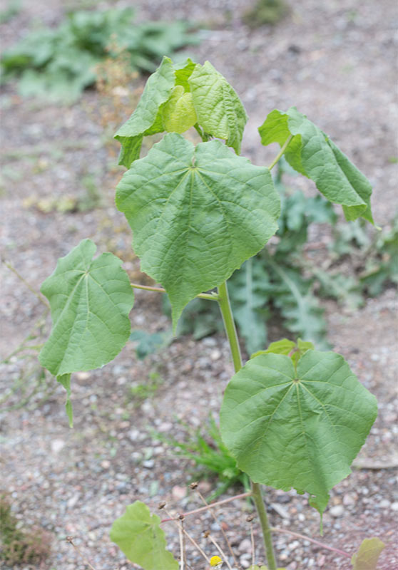 Lindmalva (Abutilon theophrasti)