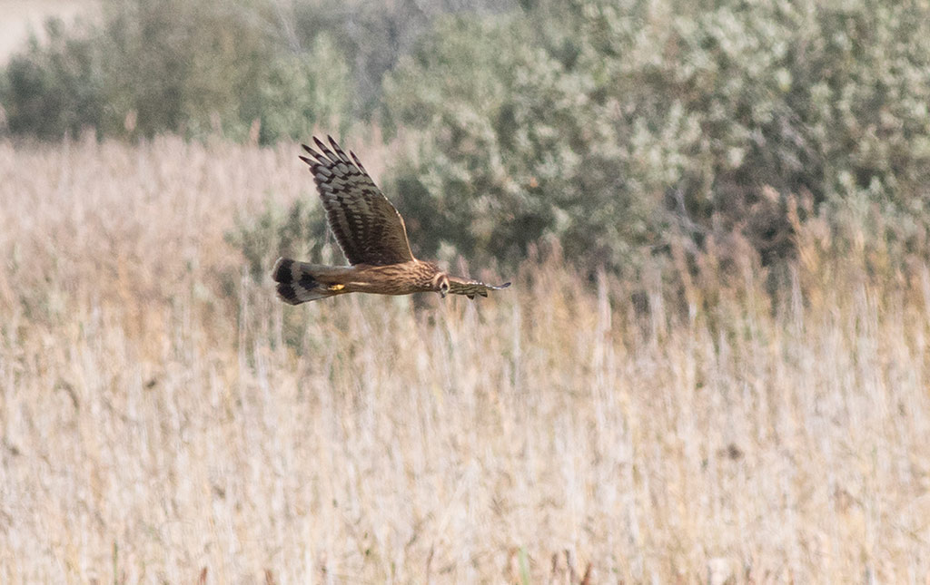 Northern Harrier (Circus cyaneus)	