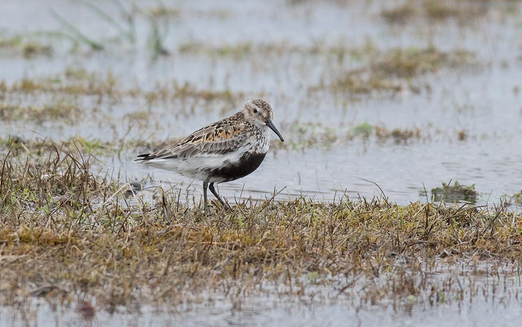 Dunlin (Calidris alpina)