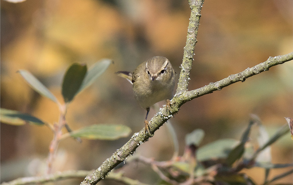 Humes Leaf Warbler (Phylloscopus humei)