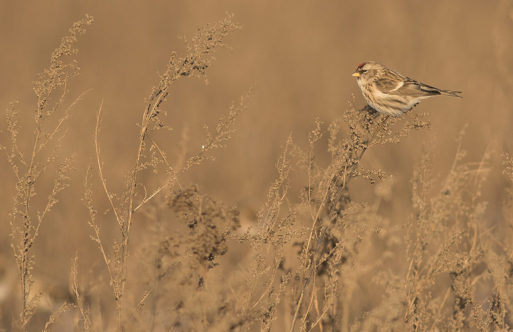 Common Redpoll (Acanthis flammea)