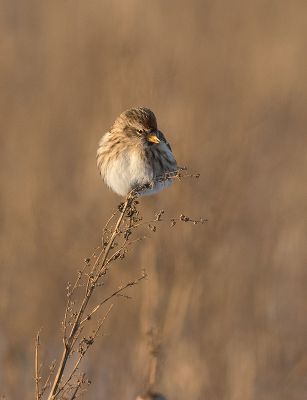 Common Redpoll (Acanthis flammea)
