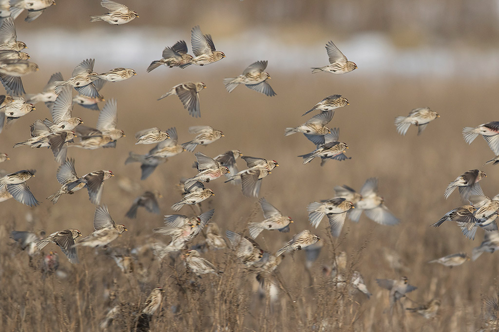 Common Redpoll (Acanthis flammea)	 