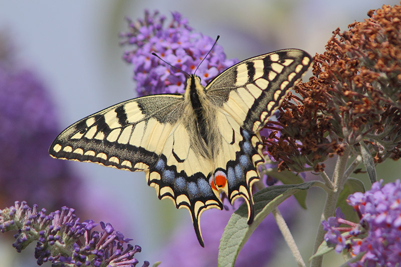 Papilio machaon - Swallowtail