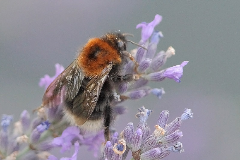 Bombus hypnorum - Tree Bumblebee