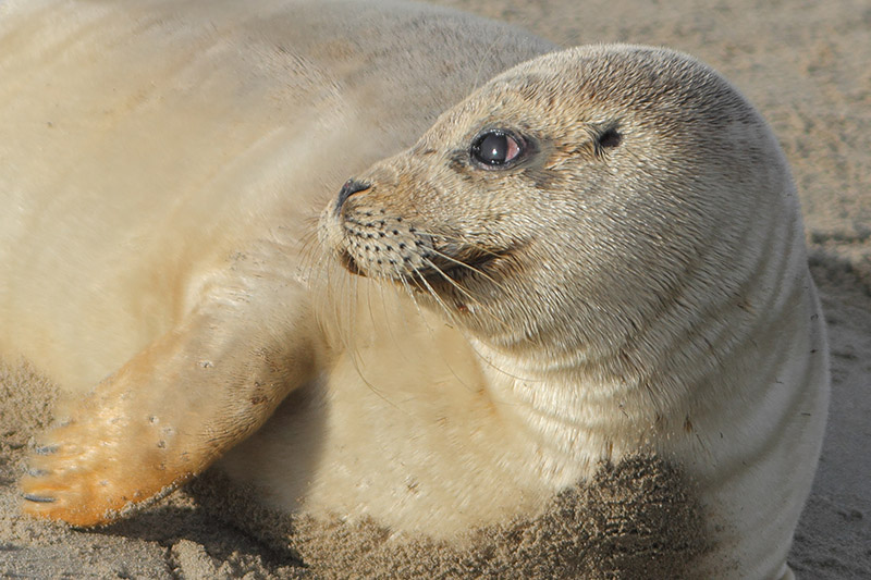 Gewone Zeehond