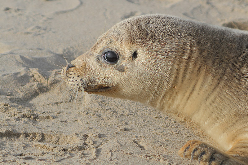 Gewone Zeehond
