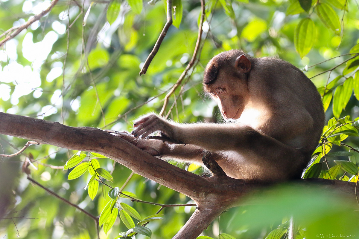 Southern pig-tailed macaque (Lampongaap)